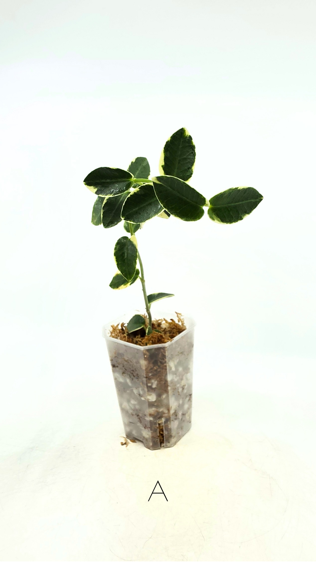 Rare waxplant Hoya Cumingiana Albo available for sale at rare indoor plant shop The Leaf Gallery in Perth, Western Australia