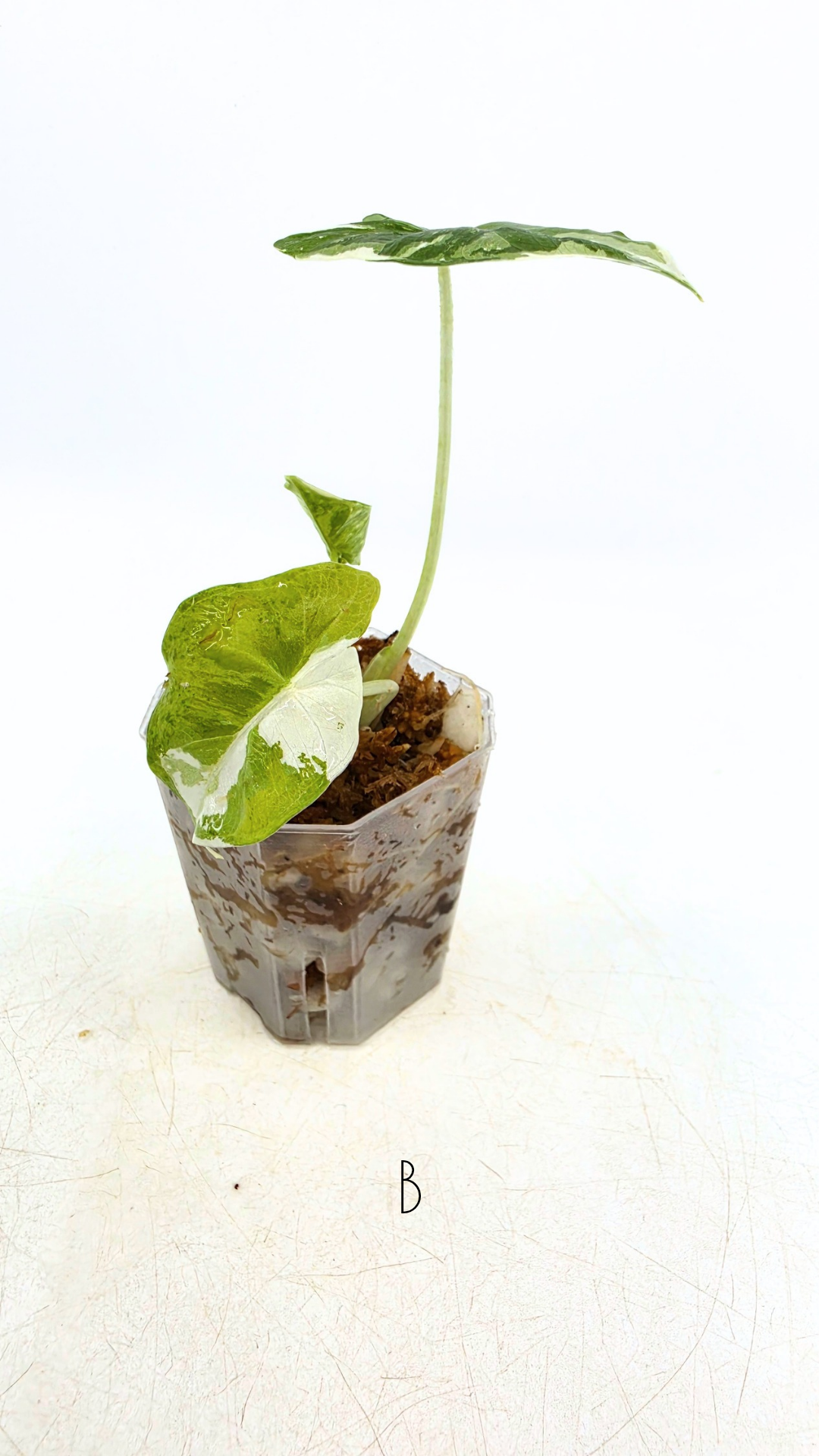 Rare indoor plant Alocasia Frydek Variegated available for sale at rare house plant shop The Leaf Gallery in Perth, Western Australia