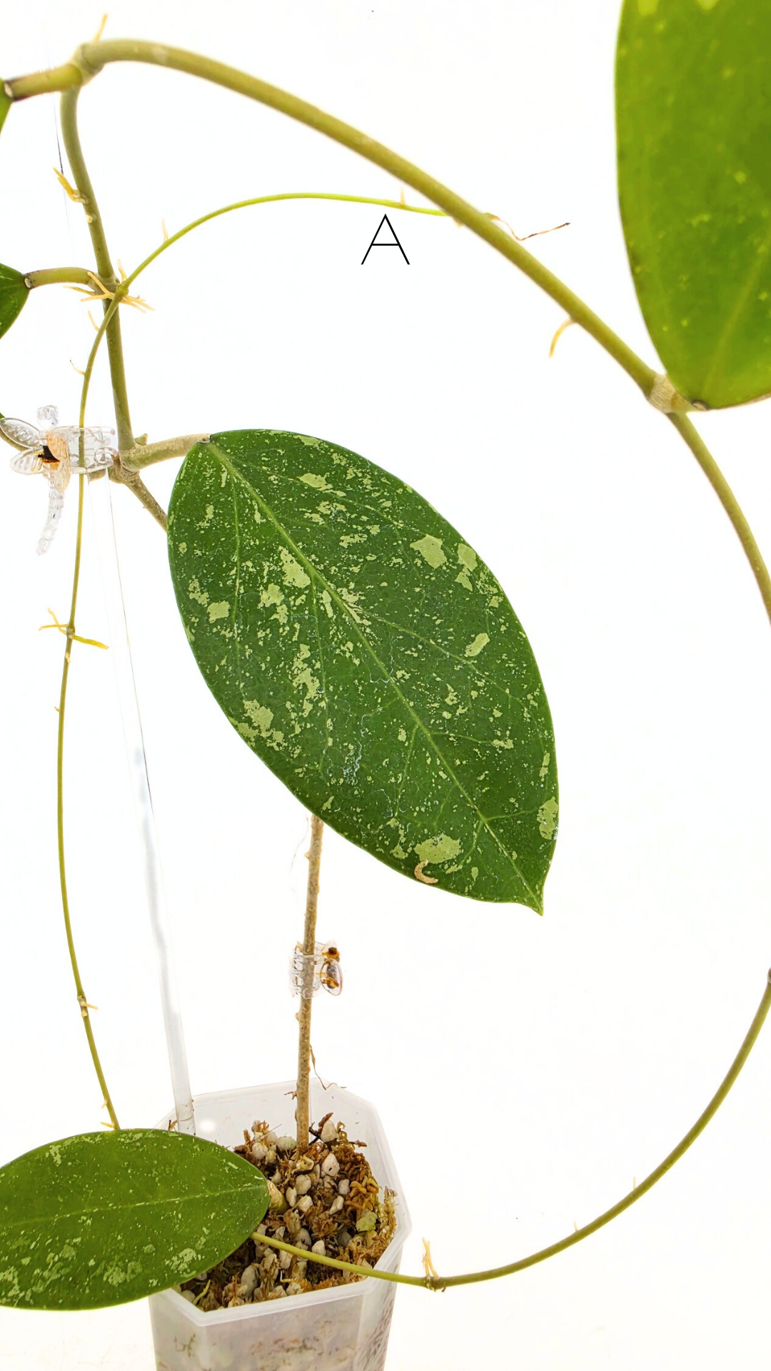 Single plants upload_20251208_171351_0001.png