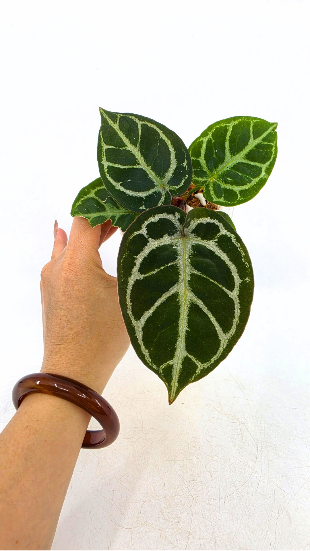 Anthurium NSE Red Crystallinum X Dorayaki available at rare house plant shop The Leaf Gallery in Perth, Western Australia
