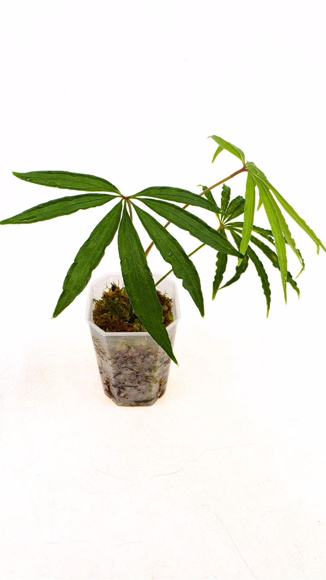 Hard to find vining house plant Anthurium Polystictum available for sale at rare plant shop The Leaf Gallery in Perth, Western Australia.