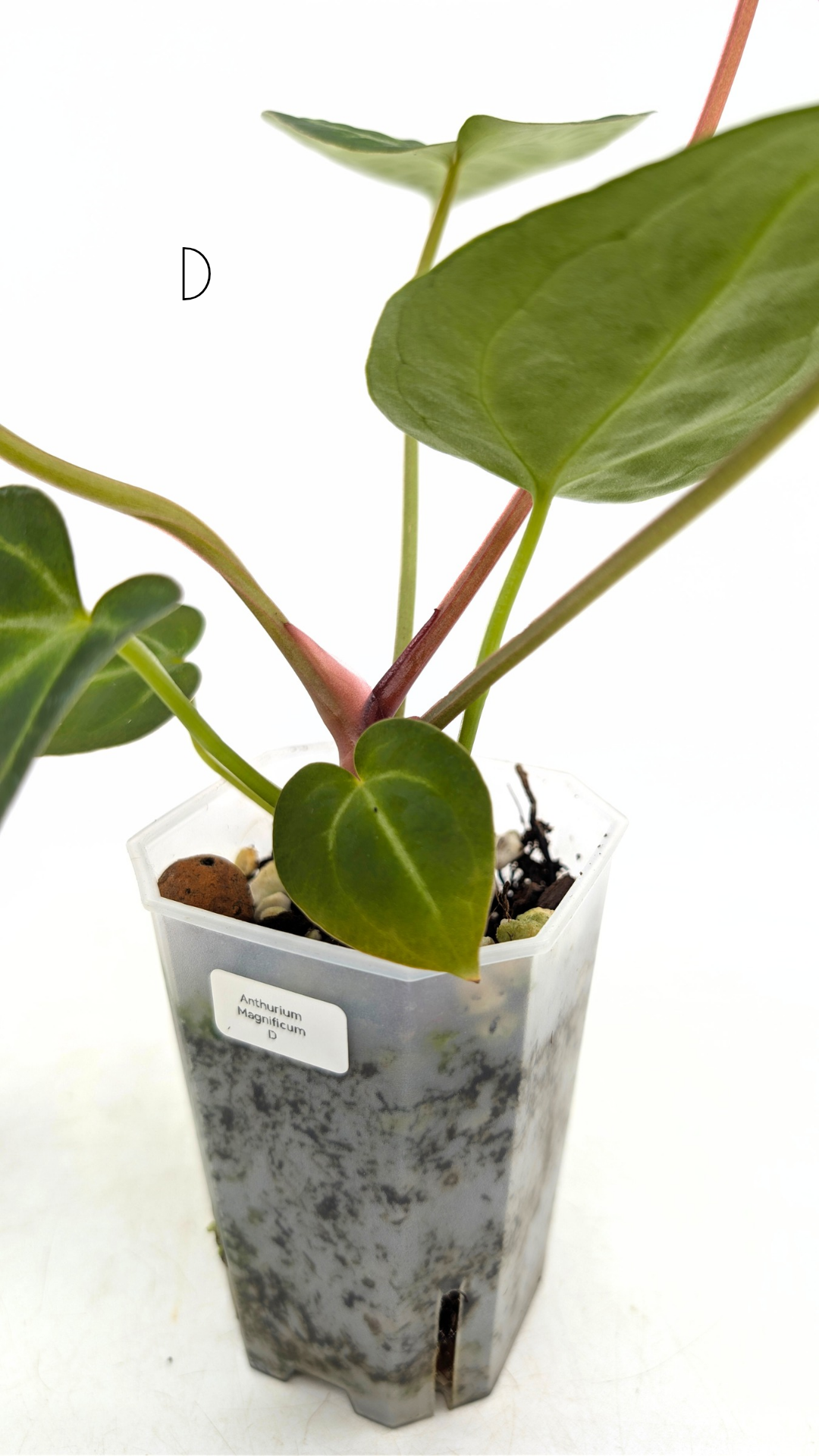 Rare indoor plant Anthurium Magnificum available for sale at rare house plant shop The Leaf Gallery in Perth, Western Australia