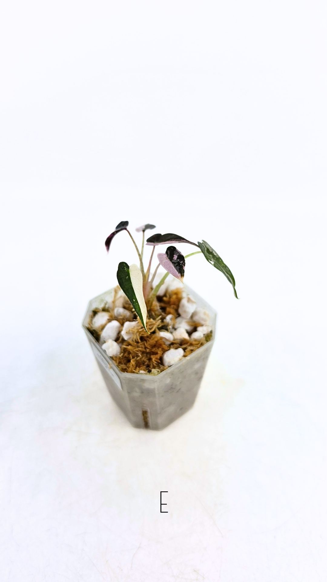 Rare indoor plant Alocasia Amazonica Bambino Pink TC plantlets available for sale at rare houseplant shop The Leaf Gallery in Perth, Western Australia