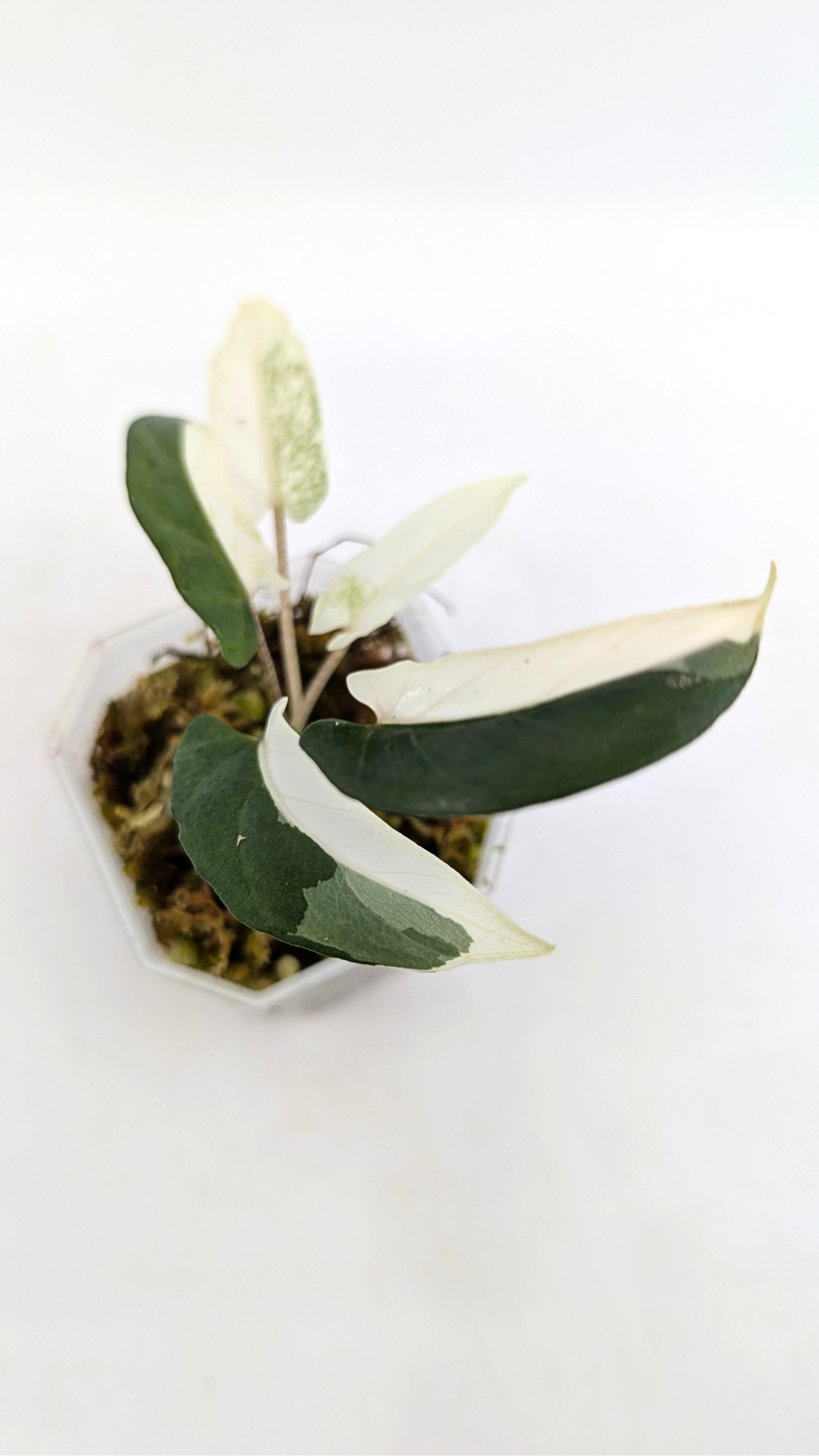 Rare indoor plant Alocasia Lauterbachiana Albo Variegated available for sale at rare house plant shop The Leaf Gallery in Perth, Western Australia