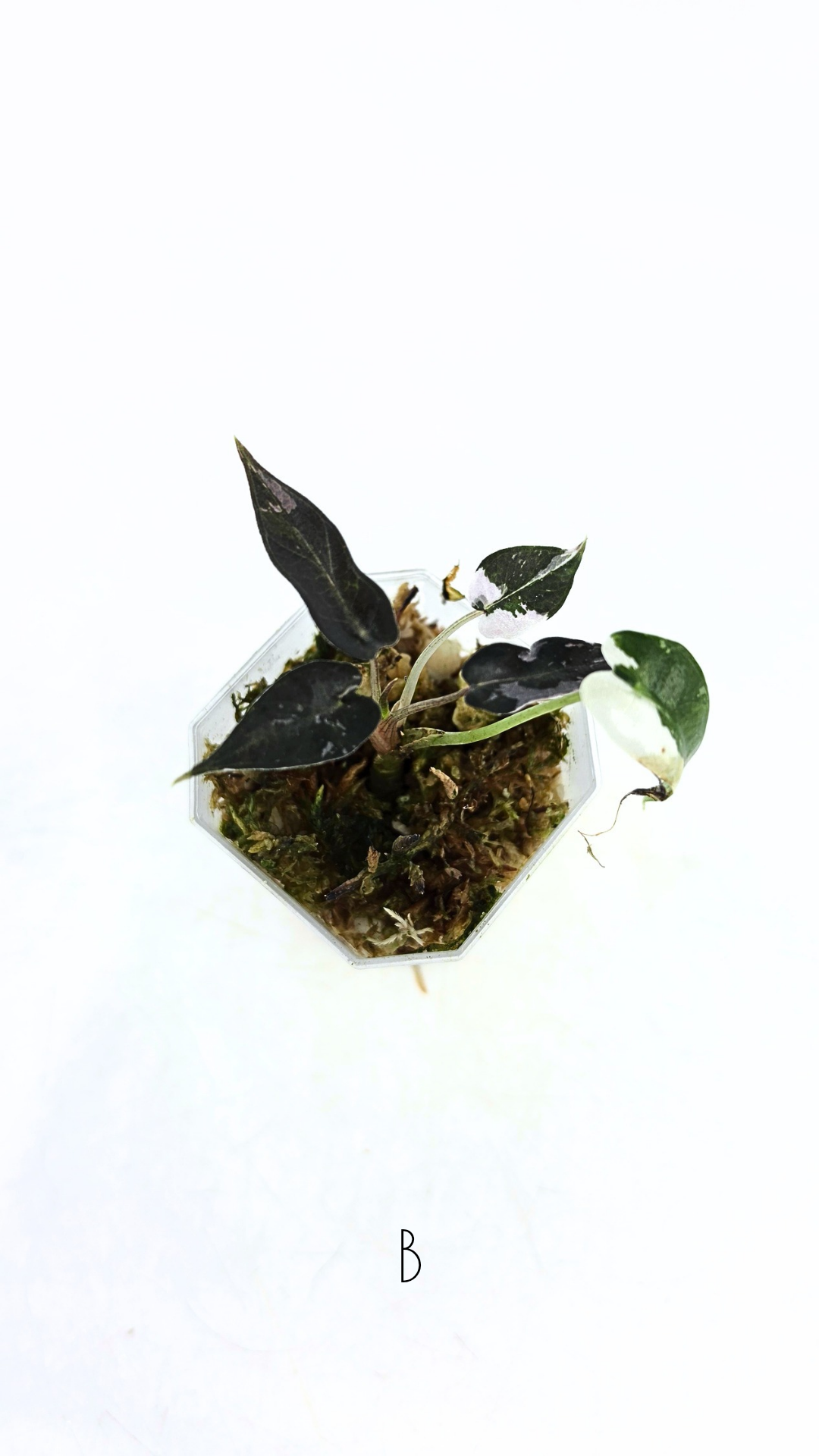 Rare indoor plant Alocasia Amazonica Bambino Pink TC plantlets available for sale at rare houseplant shop The Leaf Gallery in Perth, Western Australia