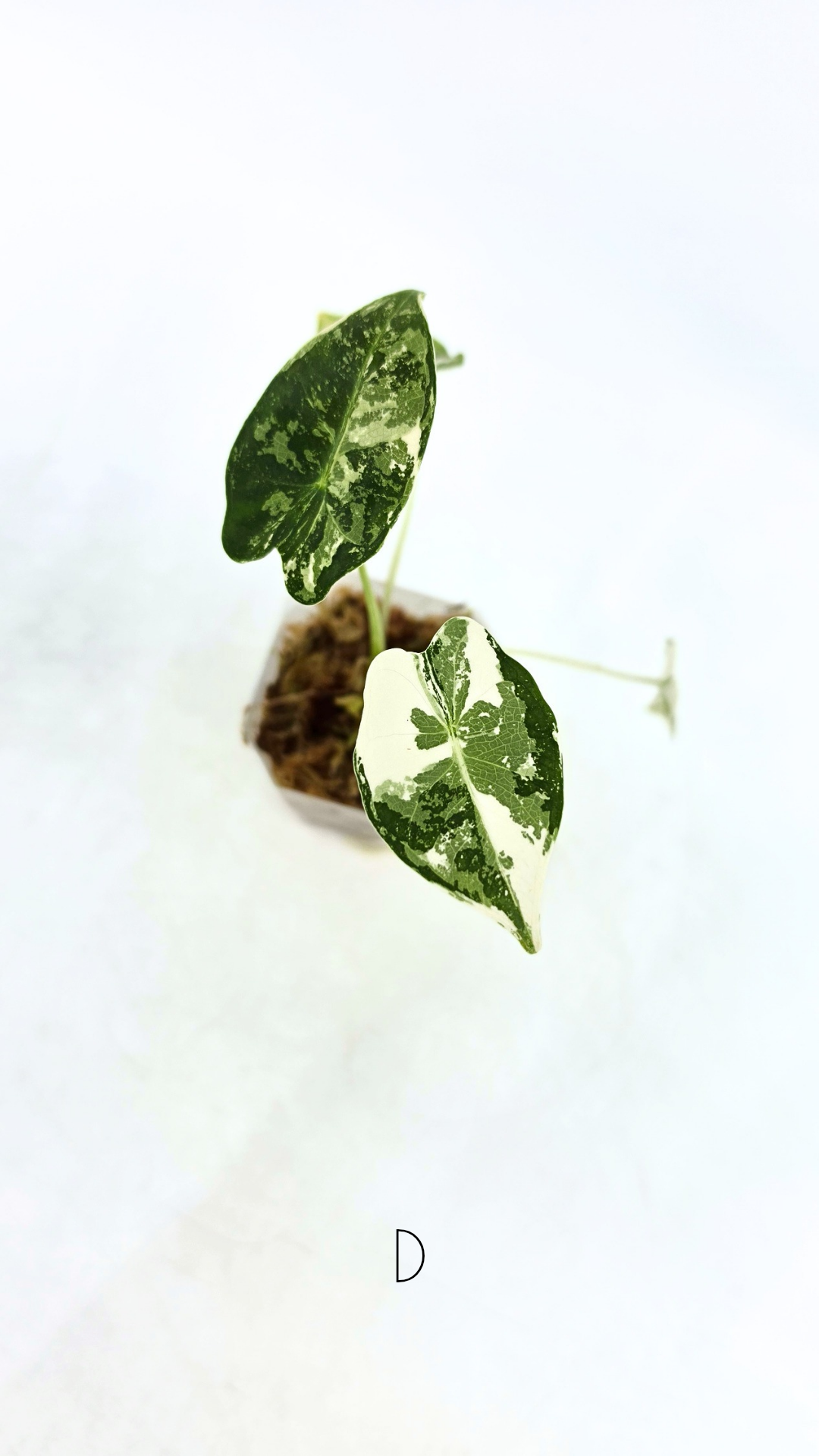 Rare Wax Plant Hoya Clemensiorum available for sale at rare house plant shop The Leaf Gallery in Perth, Western Australia