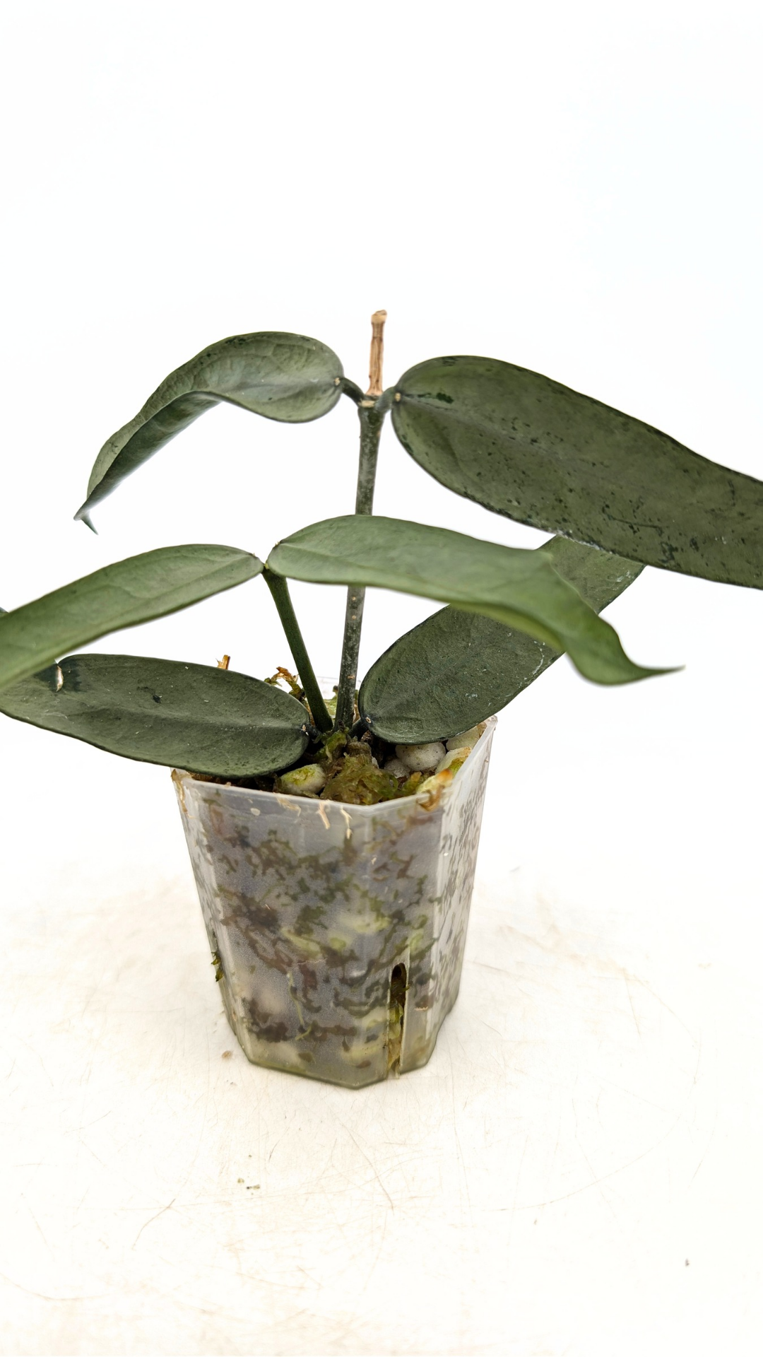 Rare waxplant Hoya Pandurata Silver available for sale at rare indoor plant shop The Leaf Gallery in Perth, Western Australia