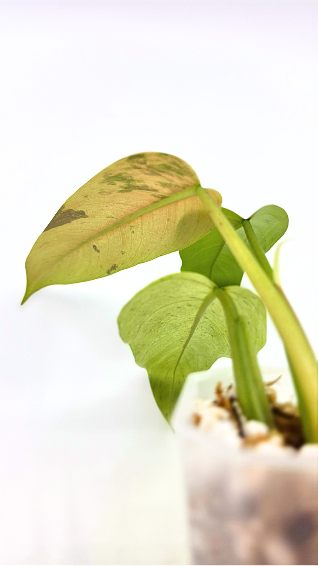 Rare indoor plant Philodendron Whipple Way available for sale at rare plant shop The Leaf Gallery in Perth, Western Australia