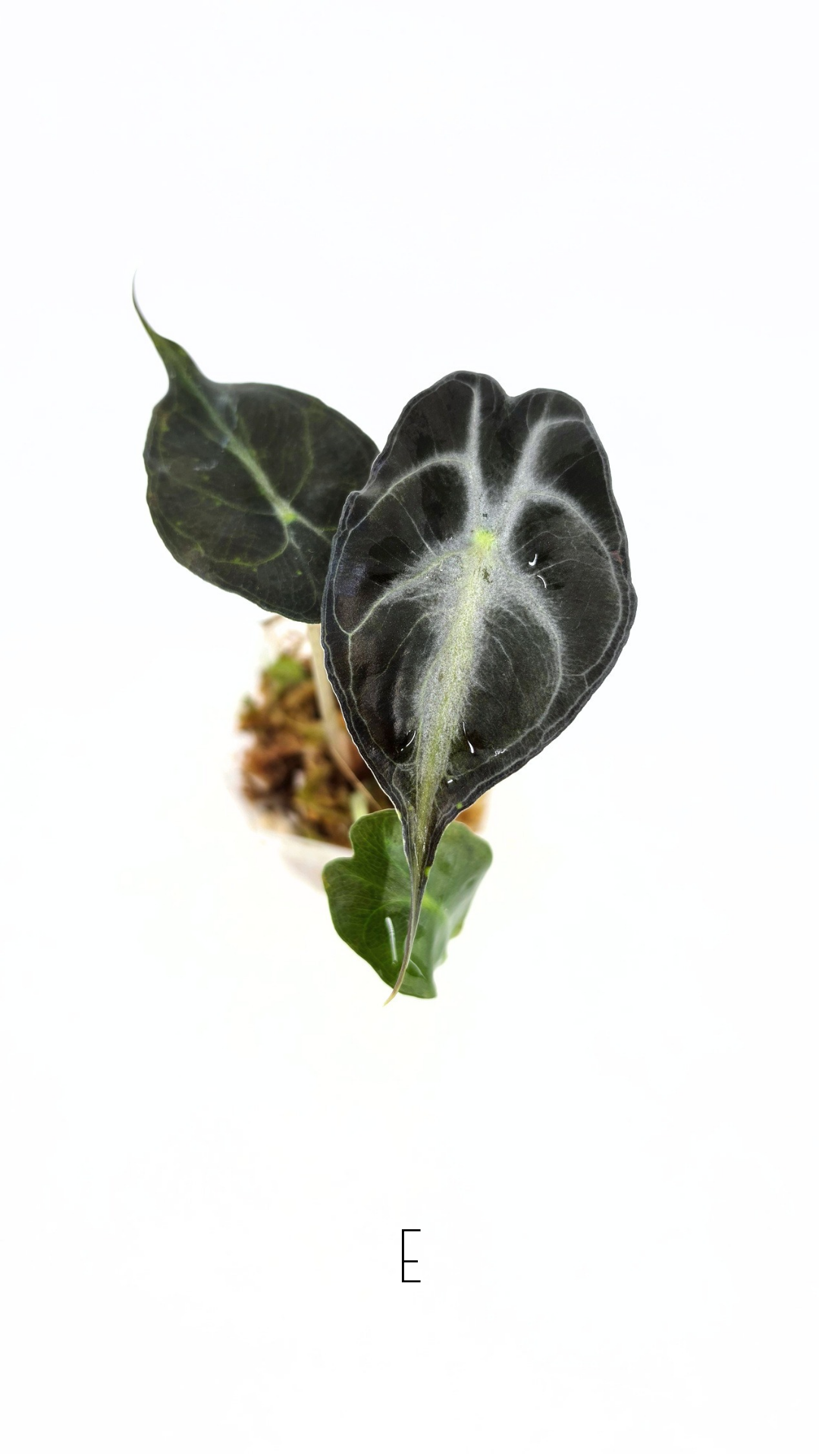 Rare indoor plant Alocasia Venom available for sale at rare house plant shop The Leaf Gallery in Perth, Western Australia.