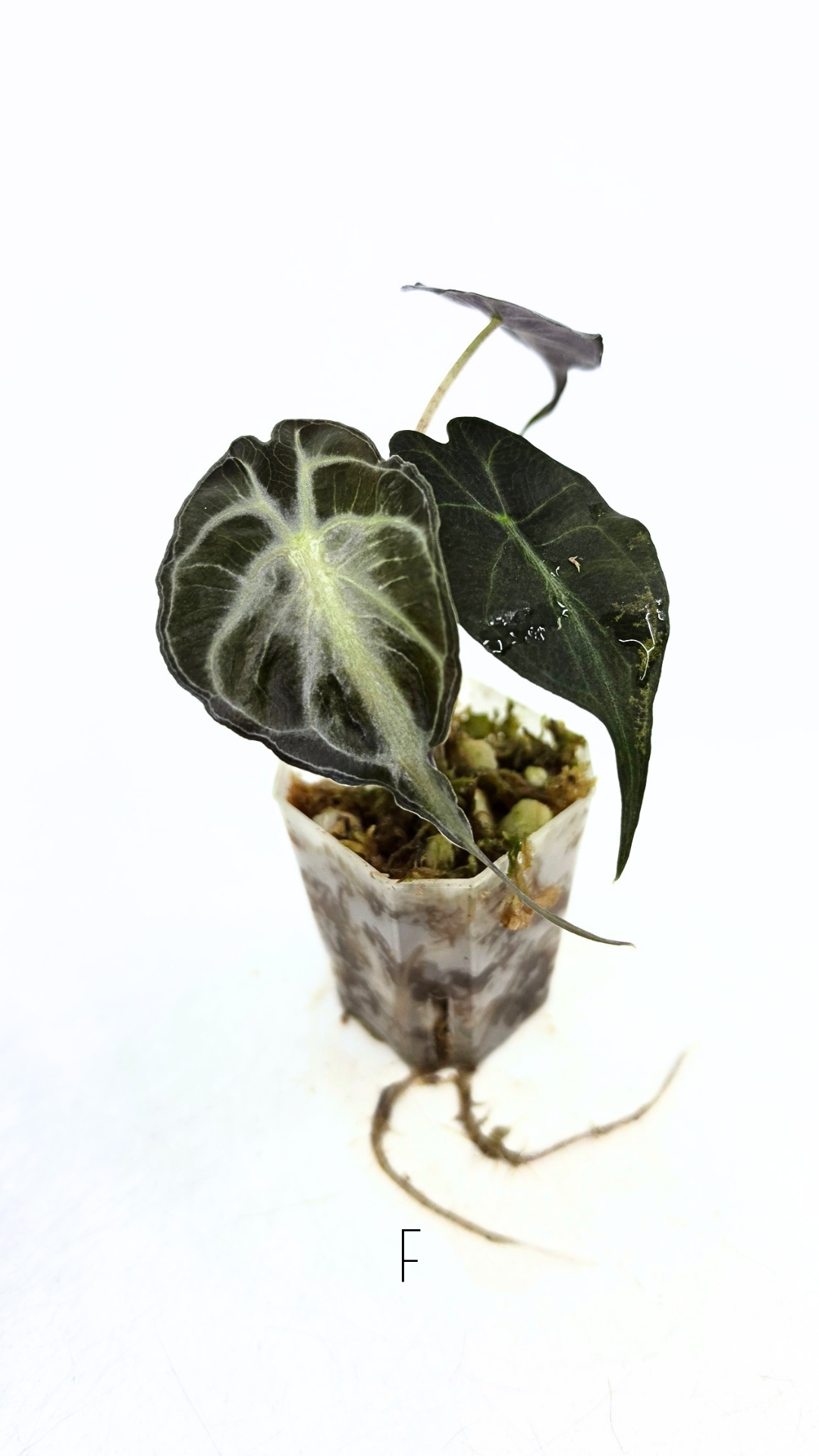 Rare indoor plant Alocasia Venom available for sale at rare house plant shop The Leaf Gallery in Perth, Western Australia.