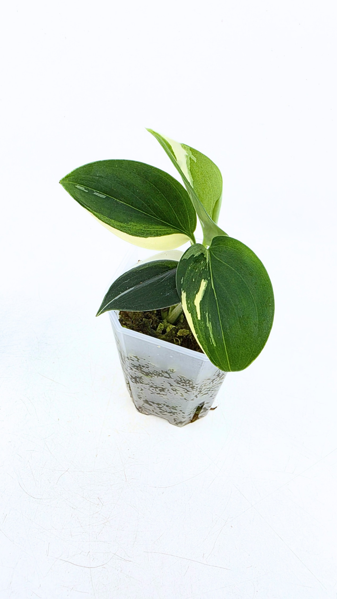 Rare plant Scindapsus Blue Albo Varigated available at rare plant shop The Leaf Gallery in Perth, Western Australia
