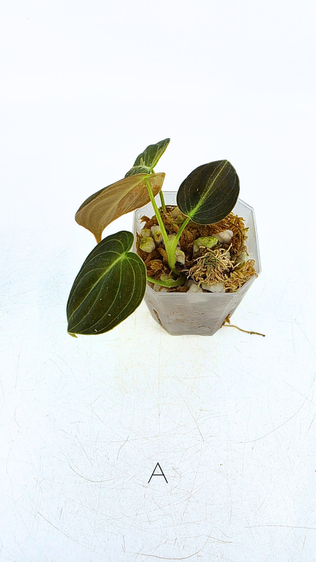Rare plant Philodendron Melanochrysum Varigated available for sale at rare plant shop The Leaf Gallery in Perth, Western Australia