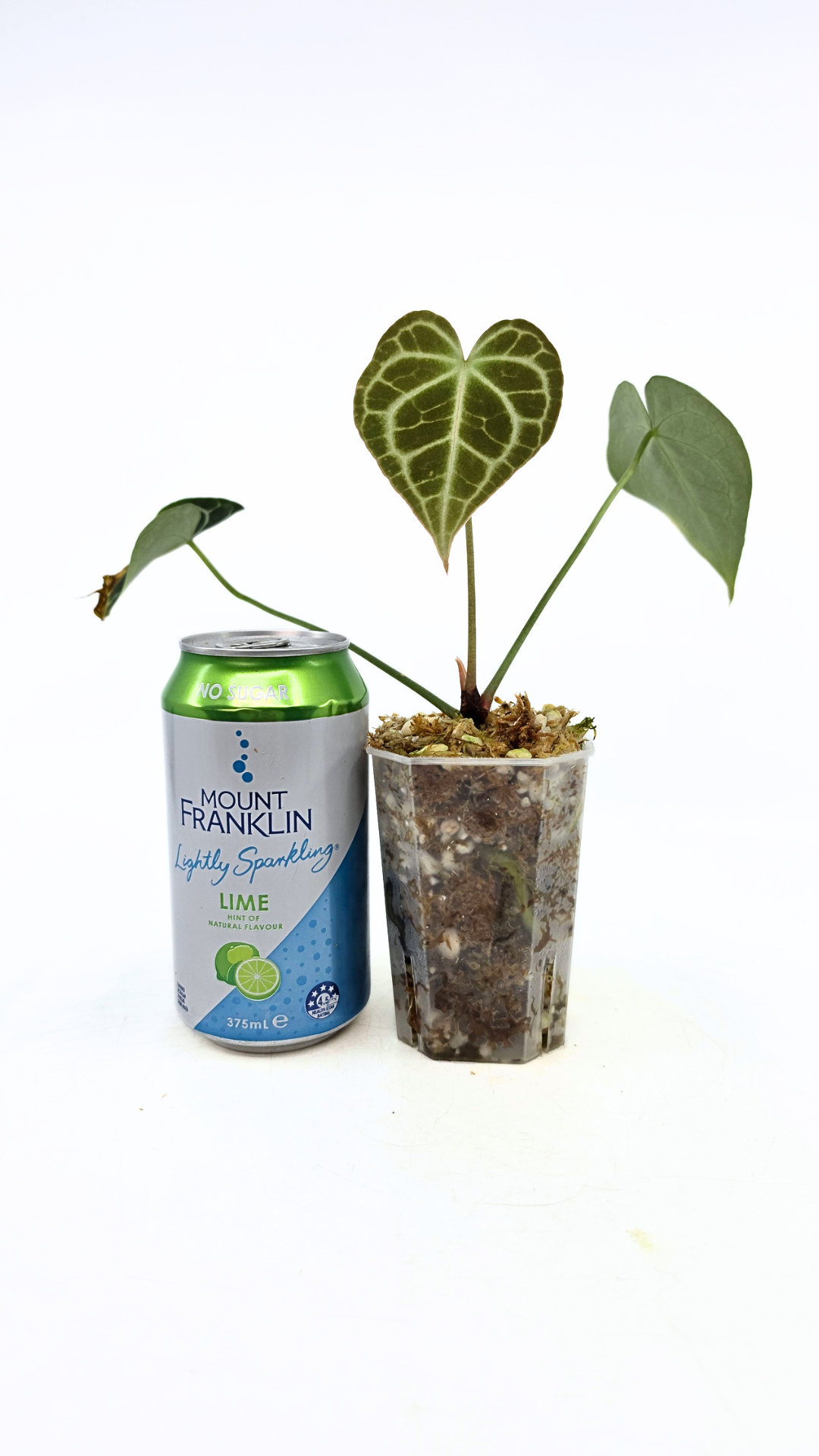 Rare Anthurium Clarineverium Hybrid - Queen of Clarinervium available for sale at rare plant shop The Leaf Gallery in Perth, Western Australia