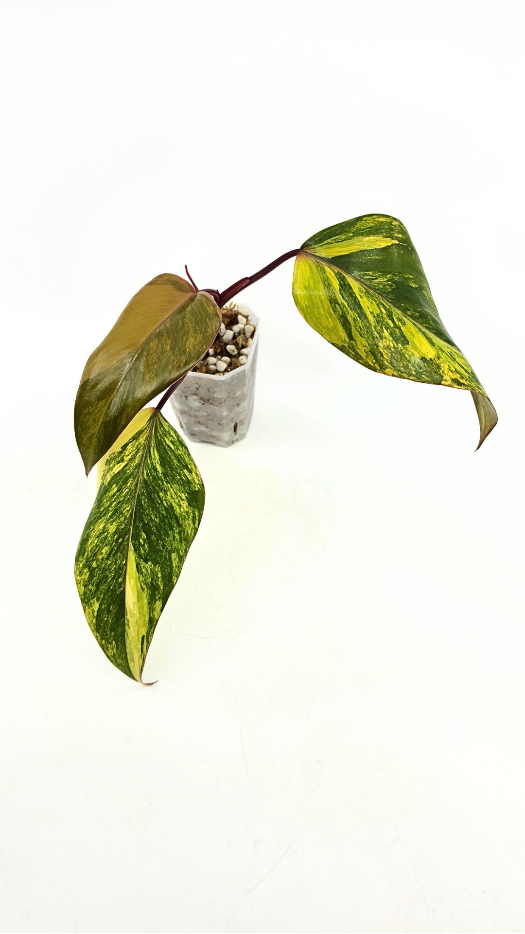 Rare indoor plant Philodendron Strawberry Shake grown and propagated by rare plant shop The Leaf Gallery in Perth, Western Australia