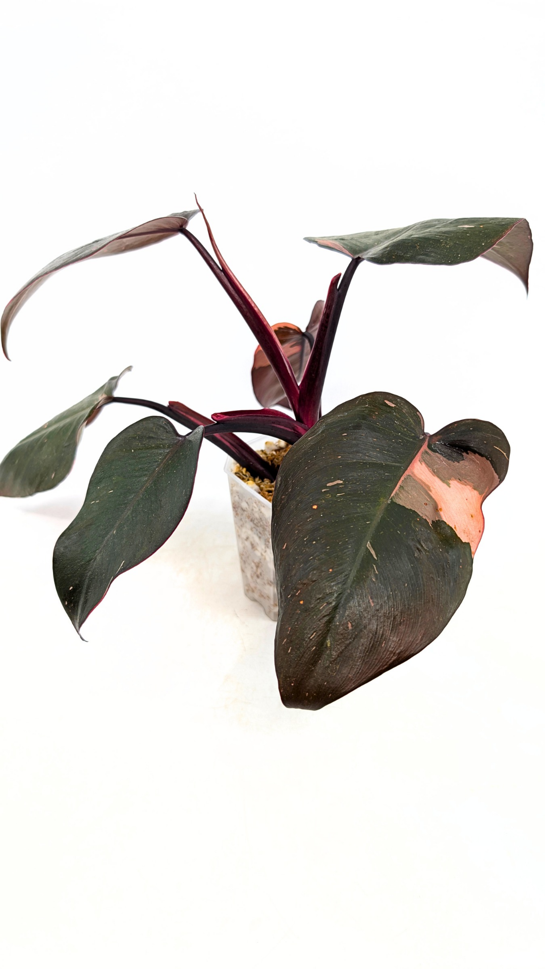 Philodendron pink princess variegated available for sale at rare indoor house plant shop The Leaf Gallery in Perth, Western Australia