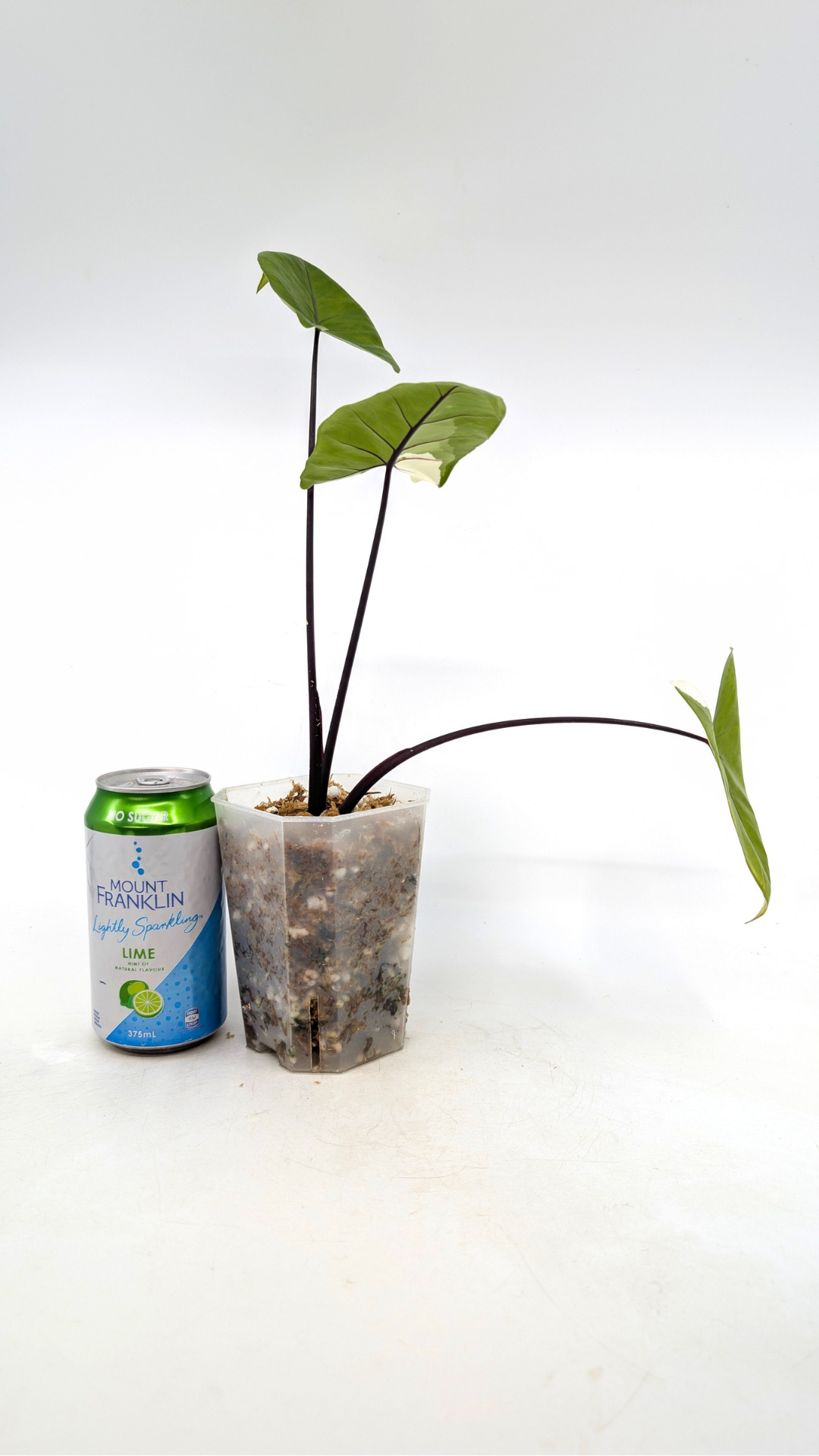 Rare indoor plant Alocasia Macrorrhiza Black Stem Variegated from The Leaf Gallery in Perth, Western Australia