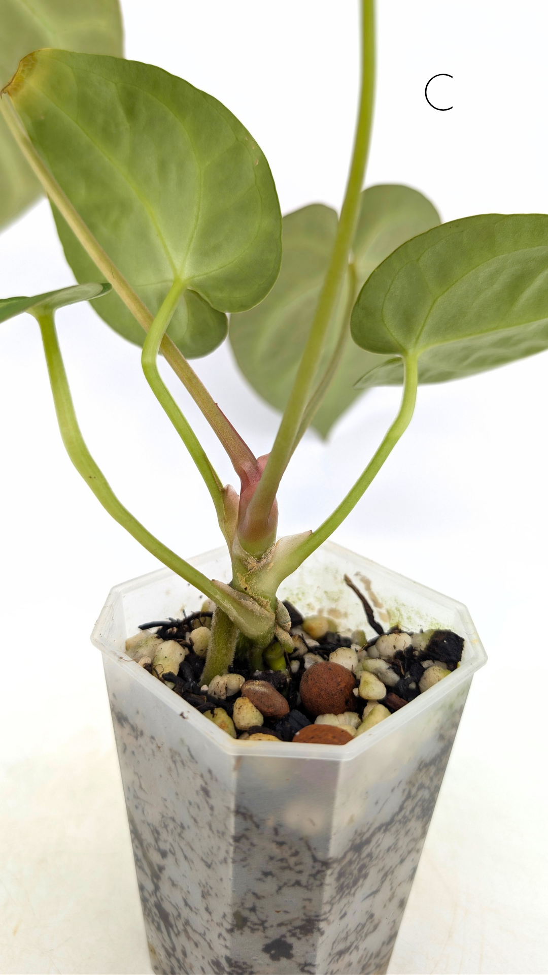 Rare indoor plant Anthurium Magnificum available for sale at rare house plant shop The Leaf Gallery in Perth, Western Australia