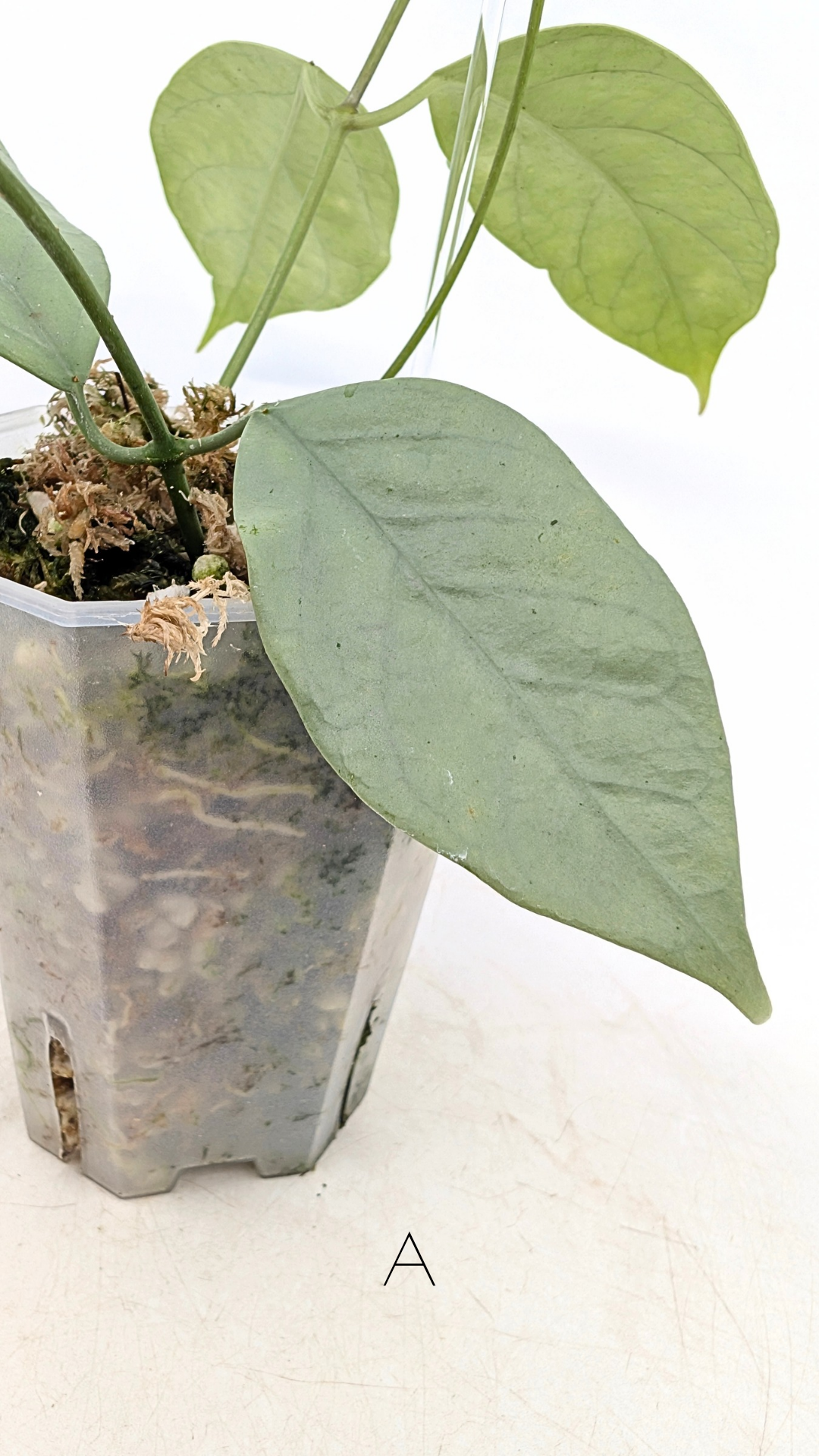 Rare waxplant Hoya Coriacea Silver available for sale at rare indoor plant shop The Leaf Gallery in Perth, Western Australia