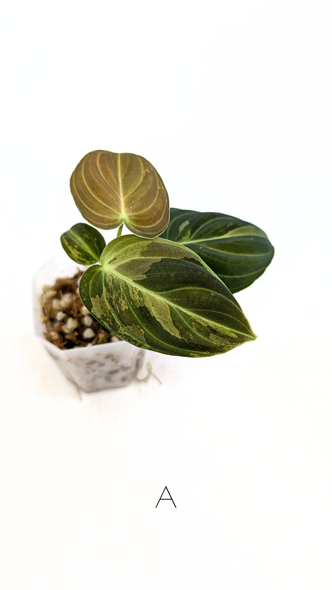 Rare plant Philodendron Melanochrysum Varigated available for sale at rare plant shop The Leaf Gallery in Perth, Western Australia