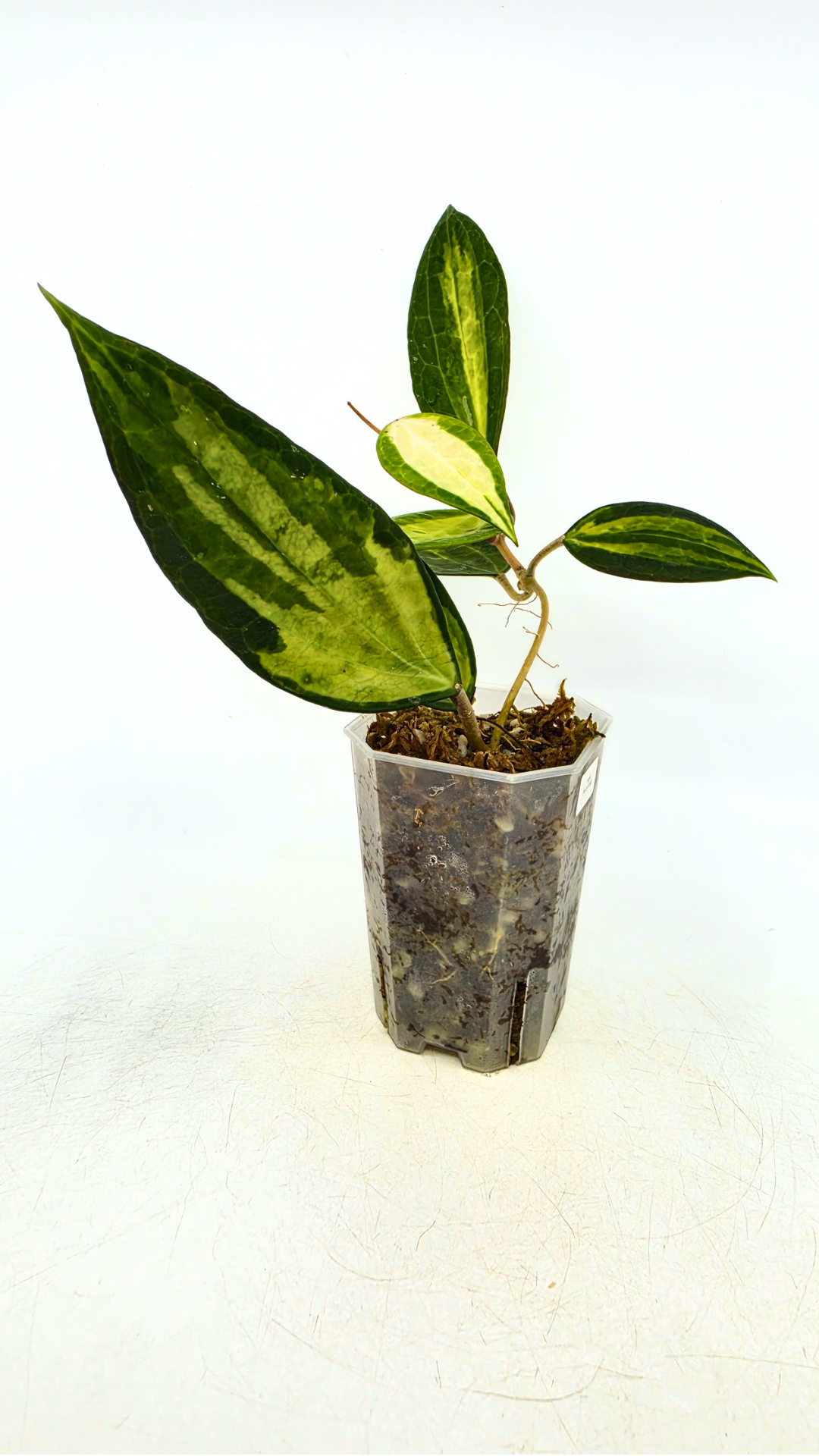 Rare waxplant Hoya Macrophylla Pot of Gold available for sale at rare indoor plant shop The Leaf Gallery in Perth, Western Australia