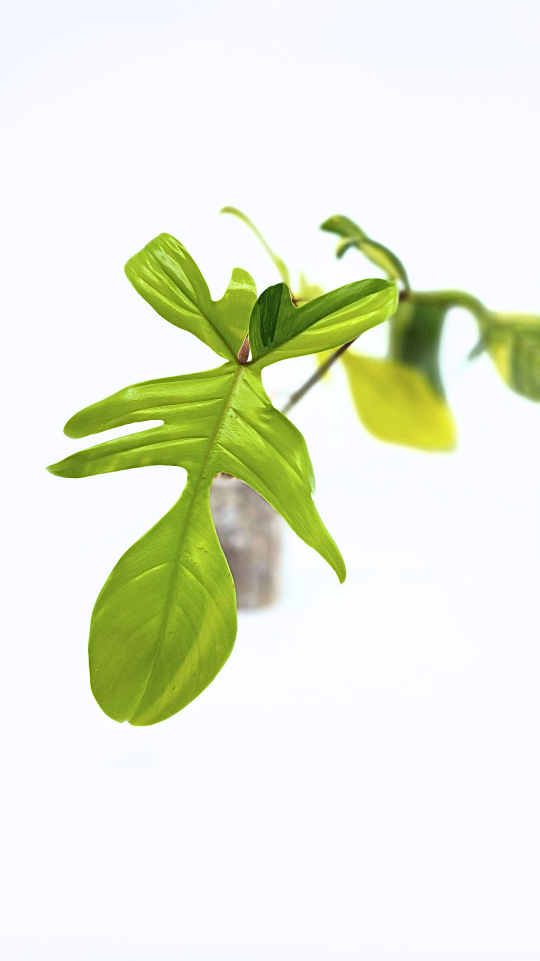 Rare indoor plant Philodendron Florida Beauty Varigated available at rare plant shop The Leaf Gallery in Perth, Western Australia