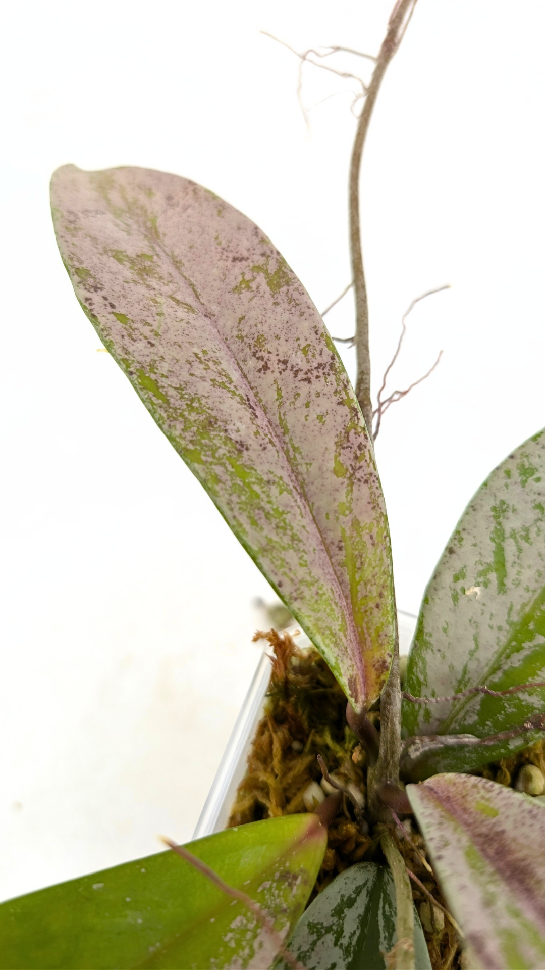Rare waxplant Hoya Pubicalyx Pink Silver Ghost available for sale at rare indoor plant shop The Leaf Gallery in Perth, Western Australia