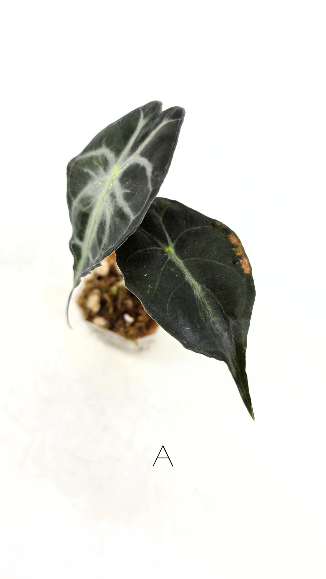 Rare indoor plant Alocasia Venom available for sale at rare house plant shop The Leaf Gallery in Perth, Western Australia.