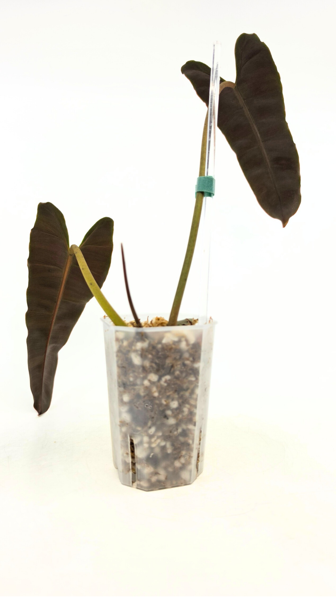 Rare indoor plant Philodendron Black Billitiae (philodendron atabapoense x philodendron billietiae) available for sale at rare house plant shop The Leaf Gallery in Perth, Western Australia