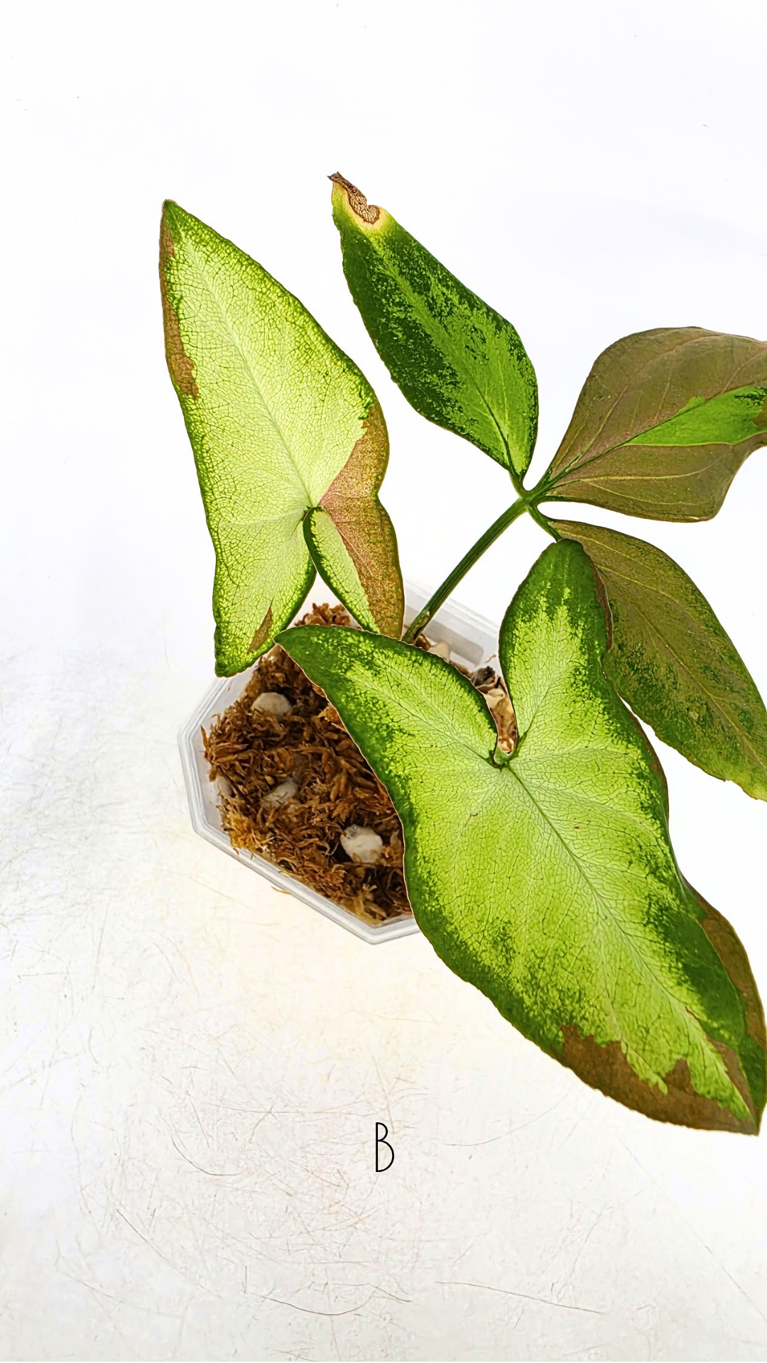 Rare plant Syngonium Redspot Tricolour available from rare plant shop The Leaf Gallery in Perth, Western Australia