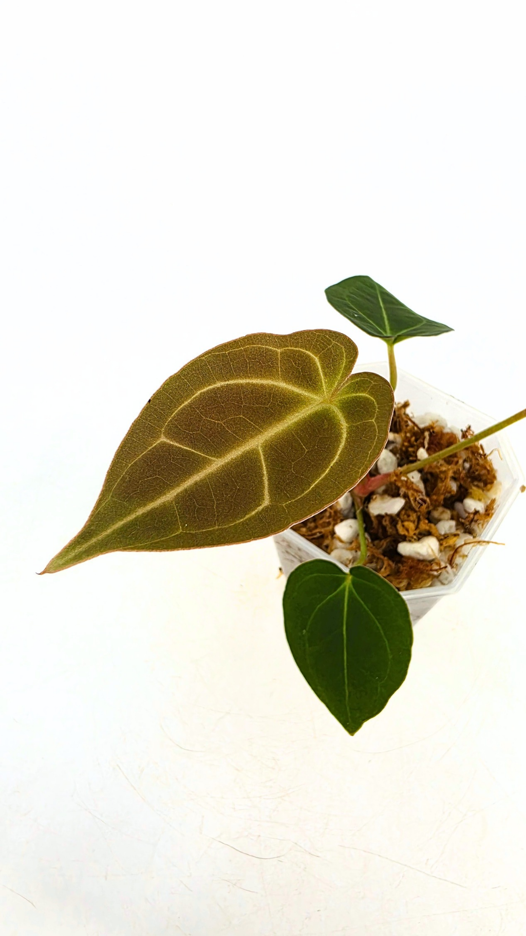 Rare anthurium hybrid Dark Forgetii x Bessae Aff available from rare plant shop The Leaf Gallery in Perth, Western Australia