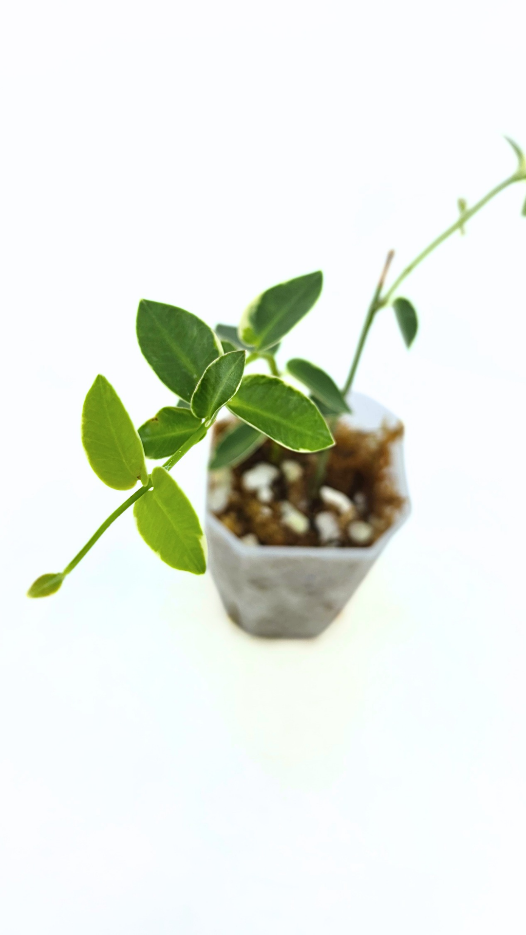 Rare waxplant Hoya Cumingiana Albo available for sale at rare indoor plant shop The Leaf Gallery in Perth, Western Australia