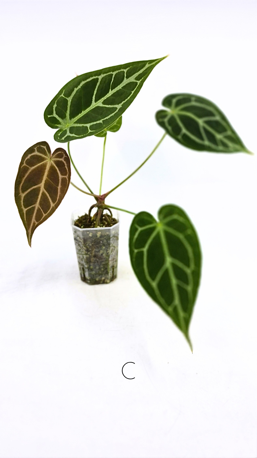 Rare anthurium hybrid Anthurium Dark Forgetii x Bessae Aff X Anthurium Michelle by The Leaf Gallery in Perth, Western Australia
