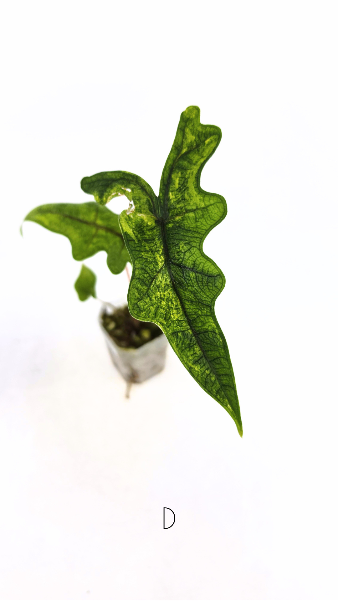 Rare indoor plant Alocasia Jacklyn Variegated available for sale at rare house plant shop The Leaf Gallery in Perth, Western Australia