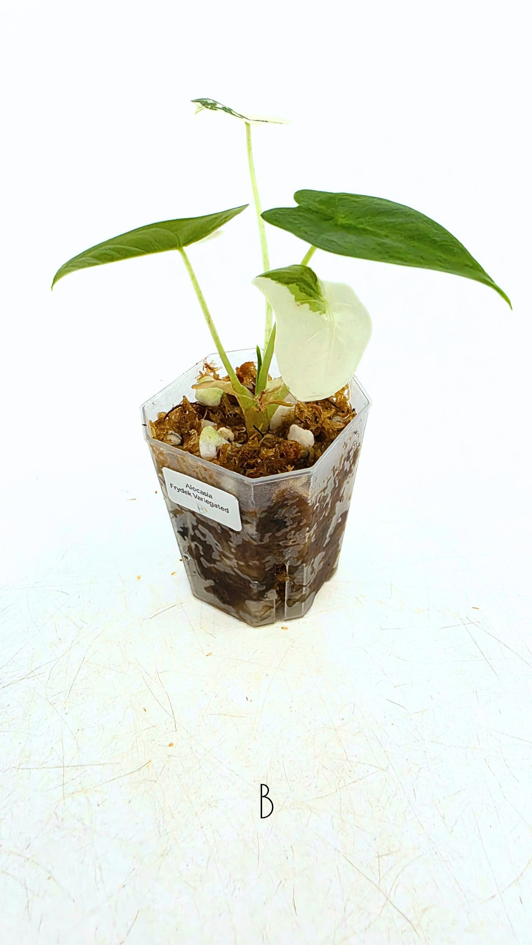 Rare indoor plant Alocasia Frydek Variegated available for sale at rare house plant shop The Leaf Gallery in Perth, Western Australia