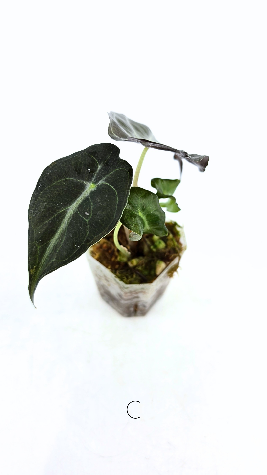 Rare indoor plant Alocasia Venom available for sale at rare house plant shop The Leaf Gallery in Perth, Western Australia.