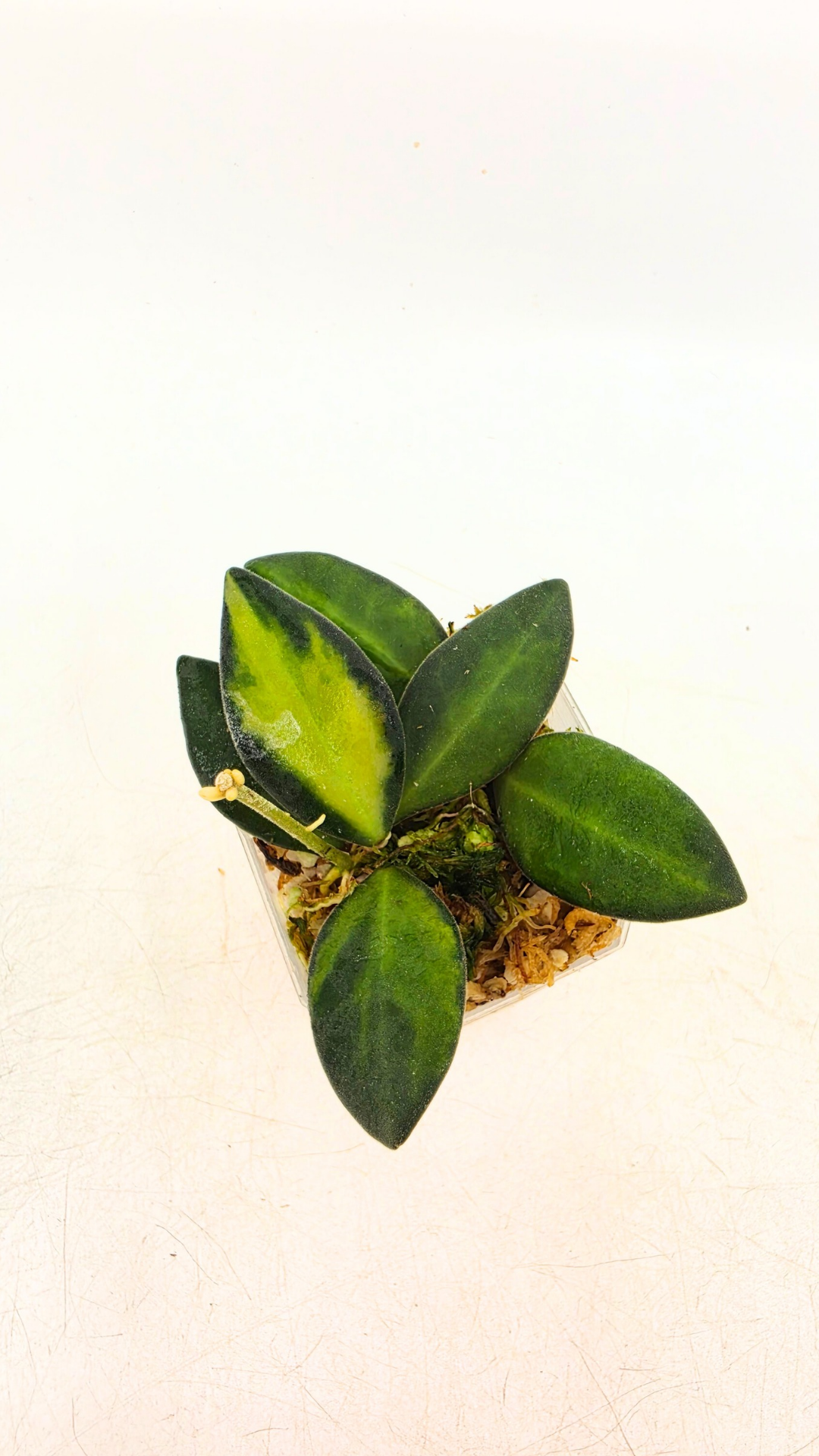 Rare waxplant Hoya DS-70 variegated also known as Hoya Aff Burtoniae Variegated availalbe for sale at rare indoor plant shop The Leaf Gallery in Perth, Western Australia