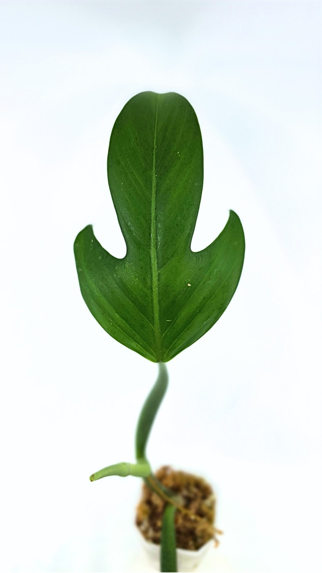 Rare indoor plant Philodendron Panduriforme available for sale at rare house plant shop The Leaf Gallery in Perth, Western Australia.
