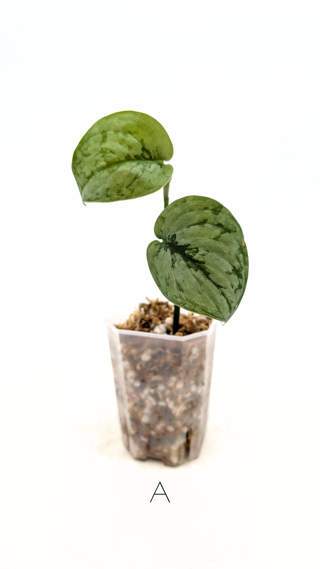 Rare indoor plant Scindapsus silver cloud available for sale at rare plant shop The Leaf Gallery in Perth, Western Australia