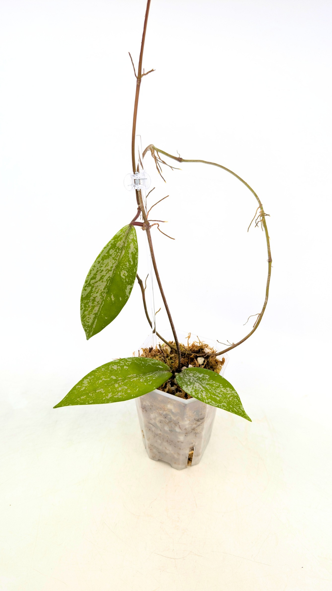 Rare waxplant Hoya Pubicalyx Pink Silver Ghost available for sale at rare indoor plant shop The Leaf Gallery in Perth, Western Australia