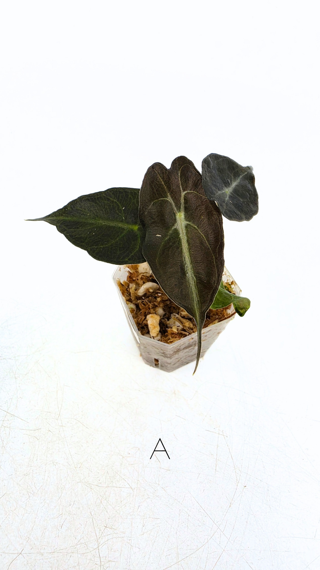 Rare indoor plant Alocasia Venom available for sale at rare house plant shop The Leaf Gallery in Perth, Western Australia.