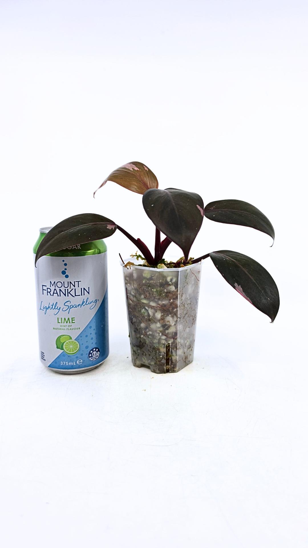 Philodendron pink princess variegated available for sale at rare indoor house plant shop The Leaf Gallery in Perth, Western Australia