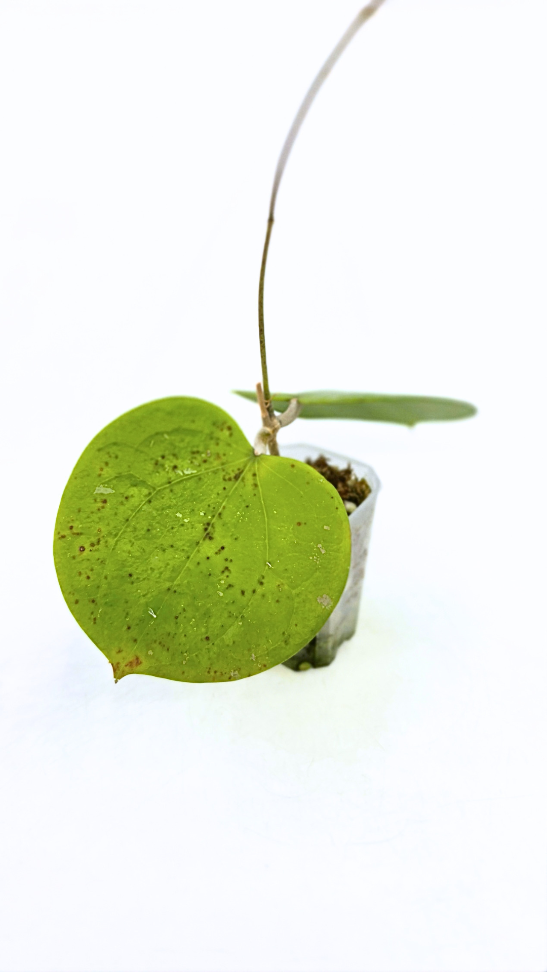 Rare waxplant Hoya Balaensis available for sale at rare indoor plant shop The Leaf Gallery in Perth, Western Australia