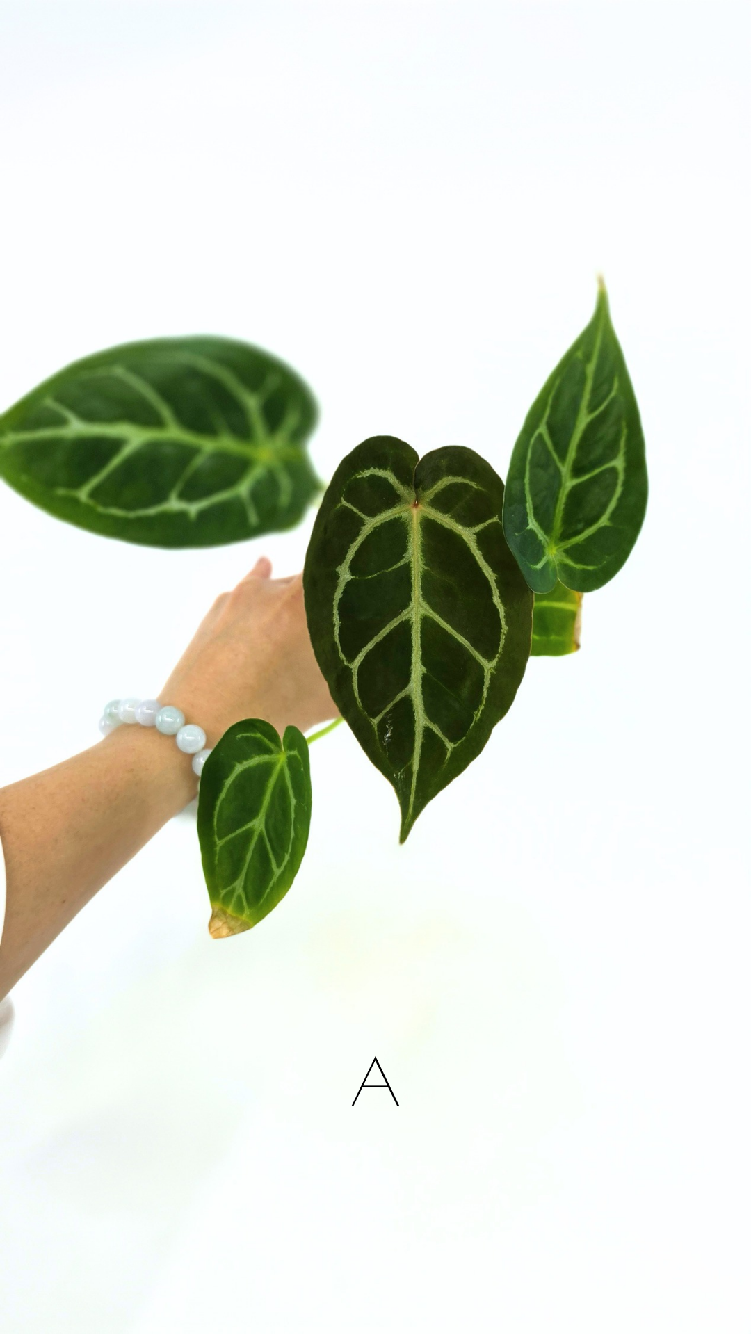 Rare anthurium hybrid Anthurium Dark Forgetii x Bessae Aff X Anthurium Michelle by The Leaf Gallery in Perth, Western Australia