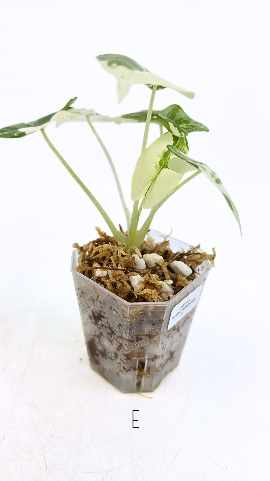 Rare indoor plant Alocasia Frydek Variegated available for sale at rare house plant shop The Leaf Gallery in Perth, Western Australia