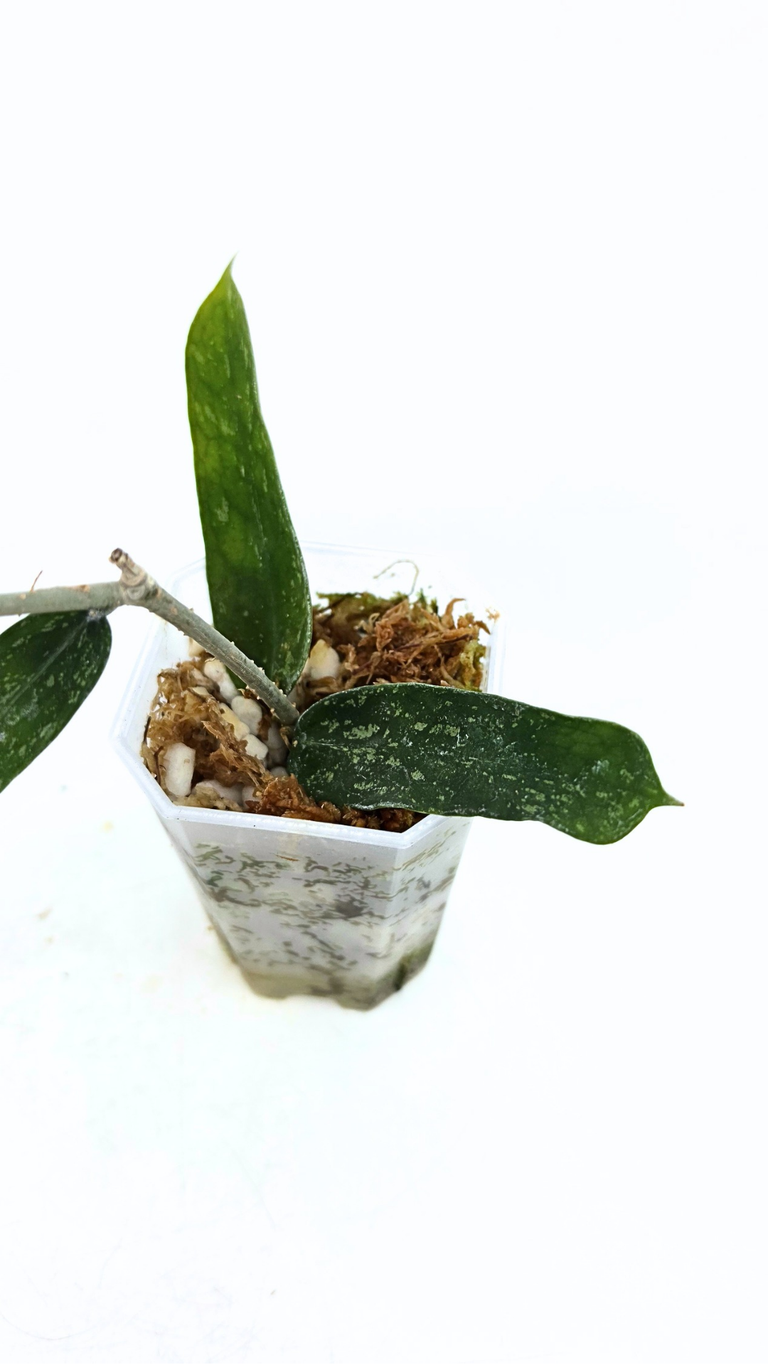 Rare waxplant Pandurata Silver Splash available at rare indoor plant shop The Leaf Gallery in Perth, Western Australia