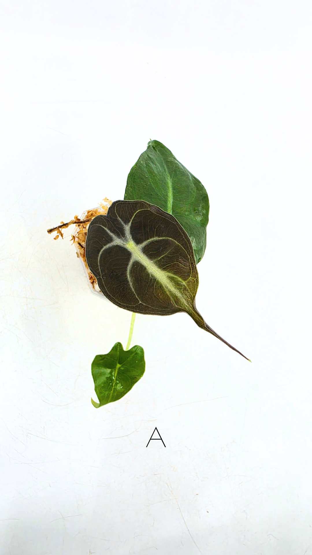 Rare indoor plant Alocasia Venom available for sale at rare house plant shop The Leaf Gallery in Perth, Western Australia.