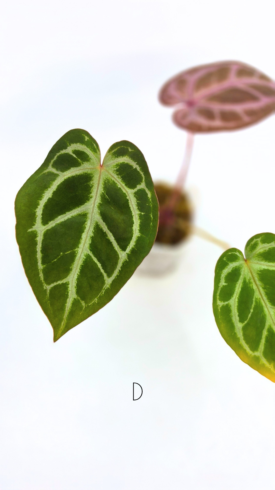Rare anthurium hybrid Anthurium red dorayaki mutation with Anthurium Michelle by The Leaf Gallery in Perth, Western Australia