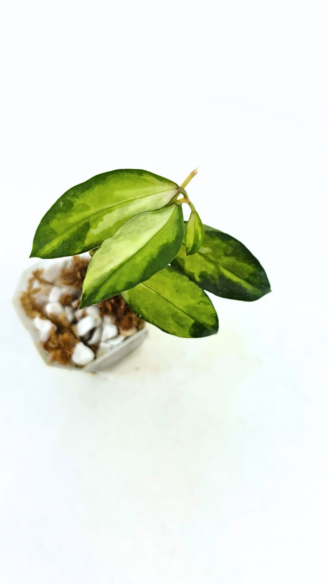 Rare hoya Walliniana Varigated available for sale at rare plant shop The Leaf Gallery in Perth, Western Australia