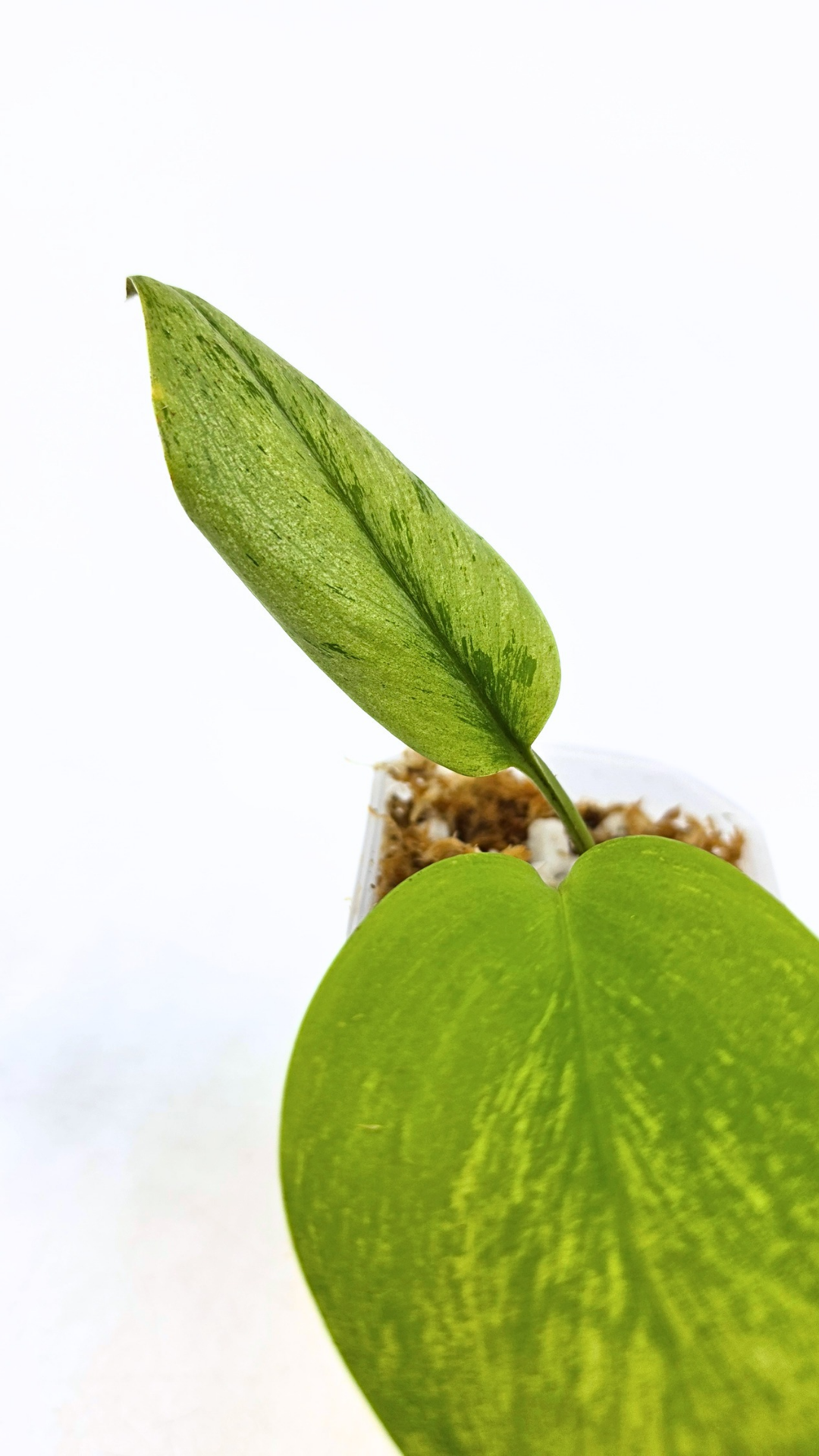 Rare indoor plant Scindapsus Treubii Moonlight Mint Varigated available at The Leaf Gallery in Perth, Western Australia