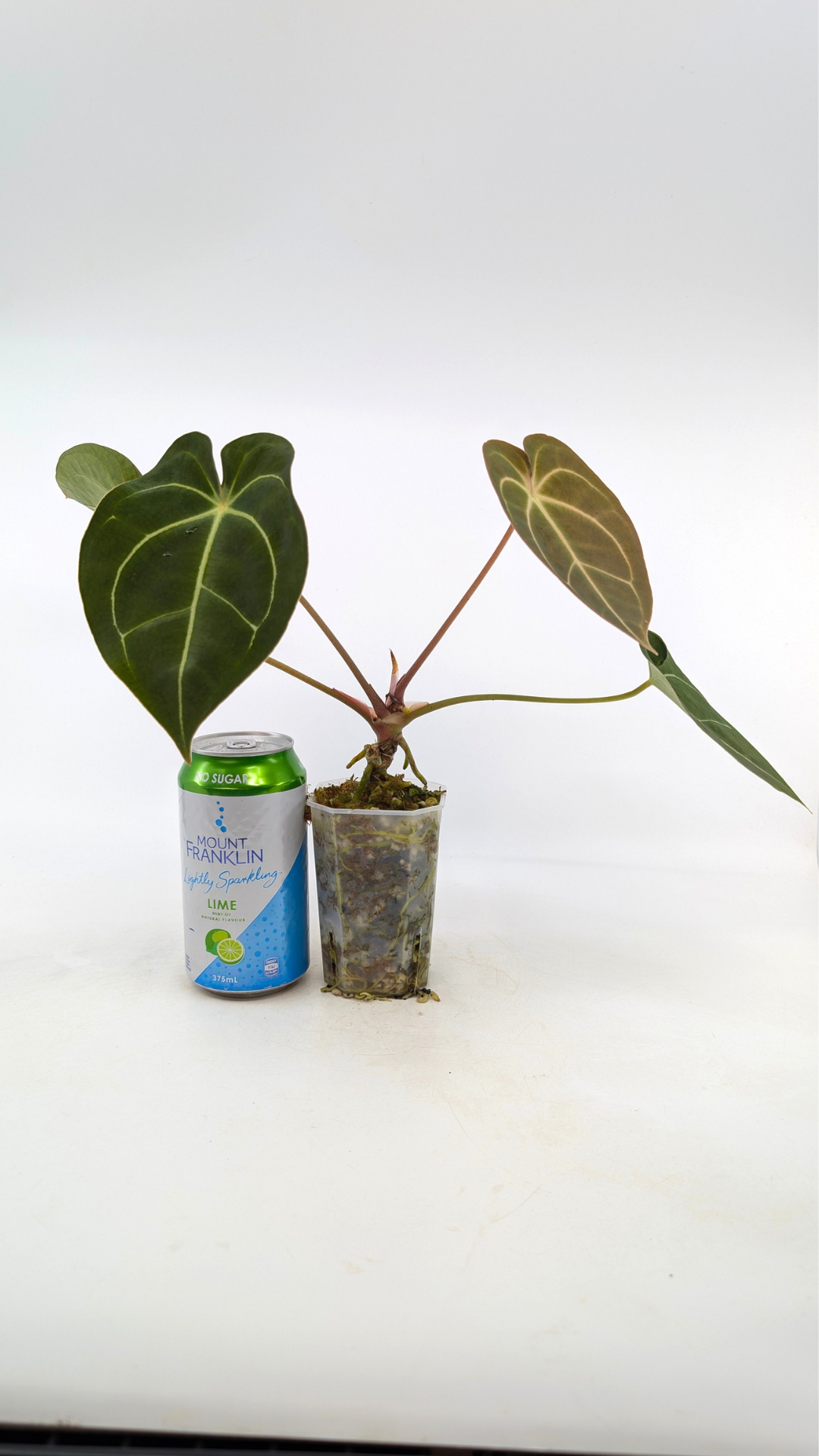 Rare anthurium hybrid Dark Forgetii x Bessae Aff available from rare plant shop The Leaf Gallery in Perth, Western Australia